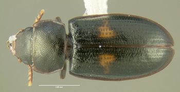 Media type: image;   Entomology 612592 Aspect: habitus dorsal view
